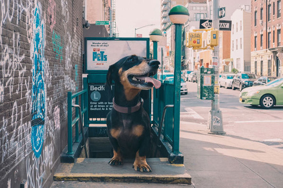 Perro salchicha gigante en la entrada del metro