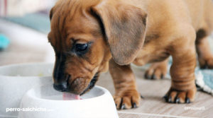 perro salchicha bebe tomando leche