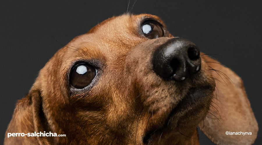 Características PRINCIPALES del Perro Salchicha
