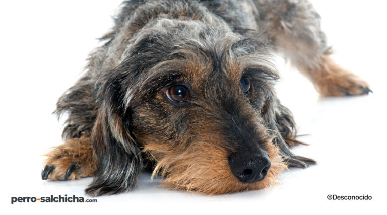 Tarjeta De "Feliz Cumpleaños" Con Sobre Para Perro Salchicha De