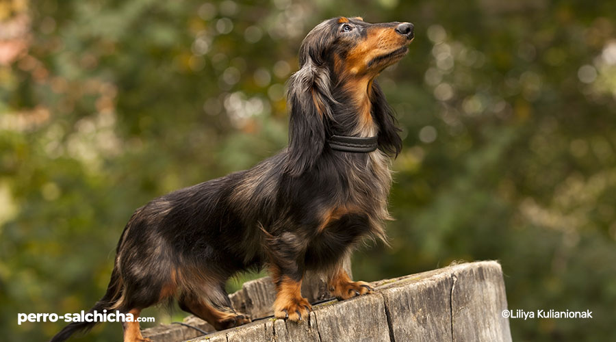 ᐅ Perro Salchicha de PELO LARGO【 Características