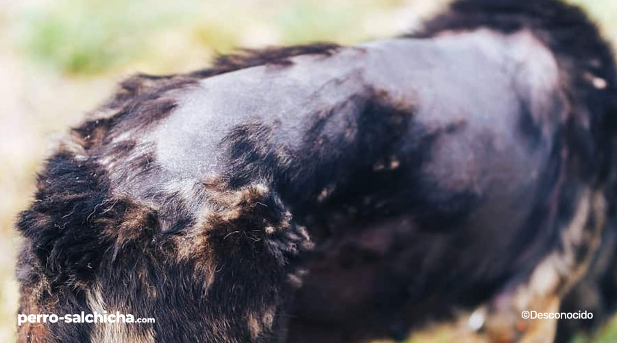 Enfermedades más comunes en los Perros Salchicha