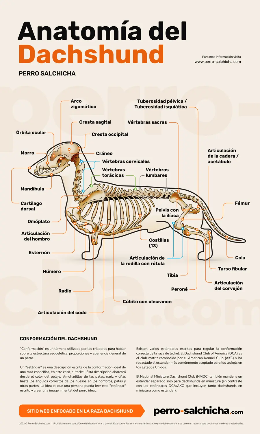 Anatomía del perro salchicha