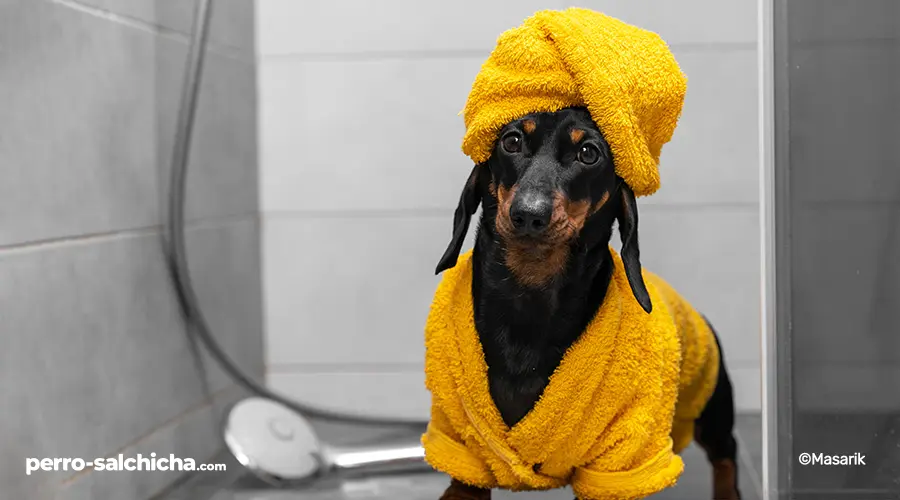 perro-salchicha-ducha-toalla-y-bata