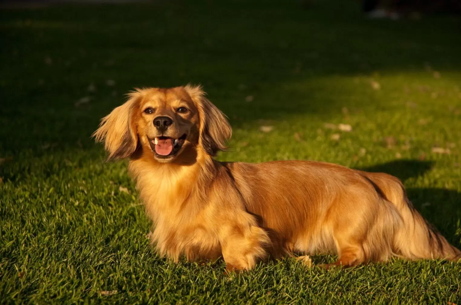 La raza Perro Salchicha: origen, cuidados y esperanza de vida