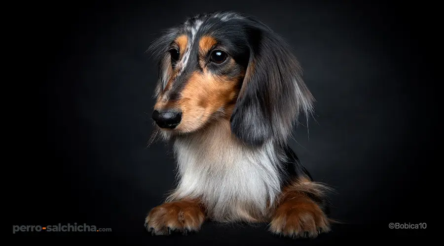 perro-salchicha-pelo-largo-blanco-negro