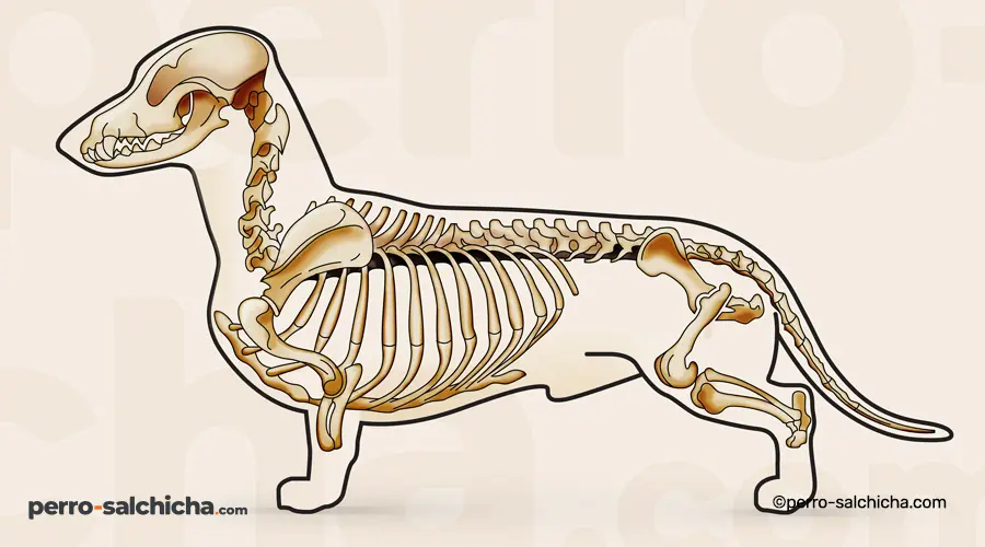 anatomia-perro-salchicha.com